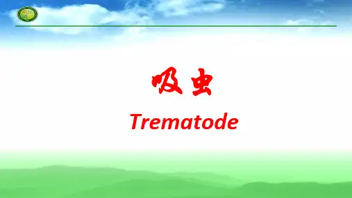 华支睾吸虫