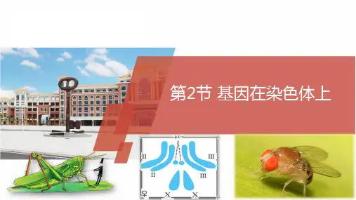 基因在染色体上PPT课件