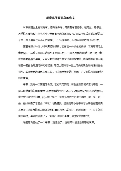 观察鸟类画眉鸟的作文