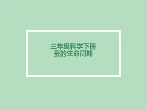 教科版课件《蚕的生命周期》ppt课件2