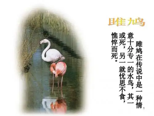 《关雎》PPT课件