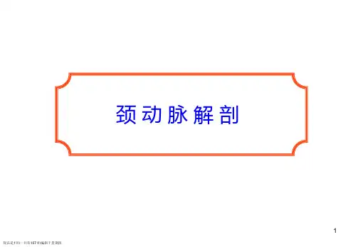 颈、上肢、下肢动脉的应用解剖