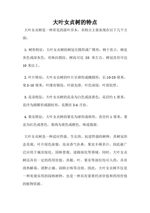 大叶女贞树的特点