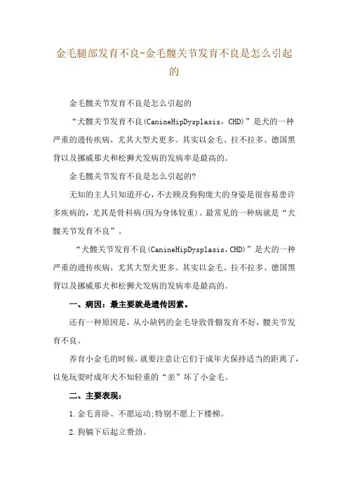 金毛腿部发育不良-金毛髋关节发育不良是怎么引起的