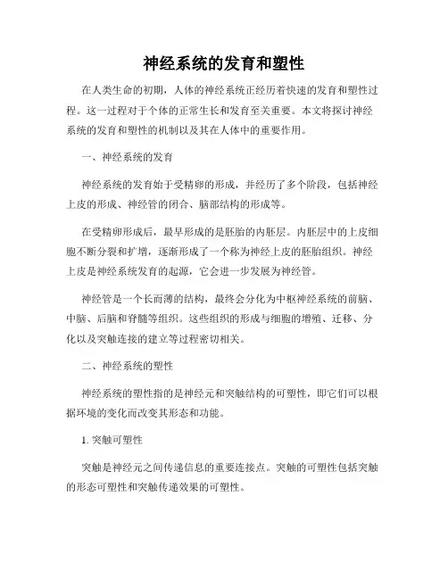 神经系统的发育和塑性