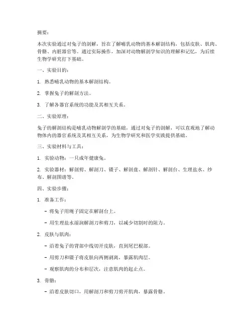 兔子的剖解实验报告