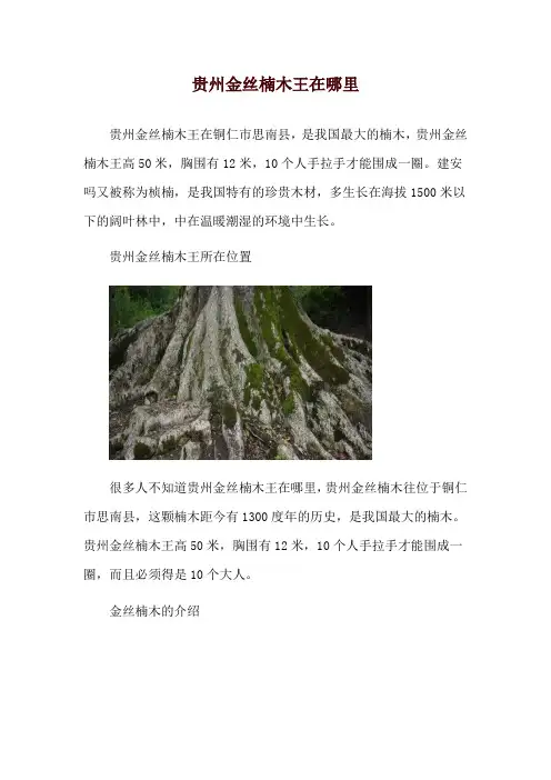 贵州金丝楠木王在哪里
