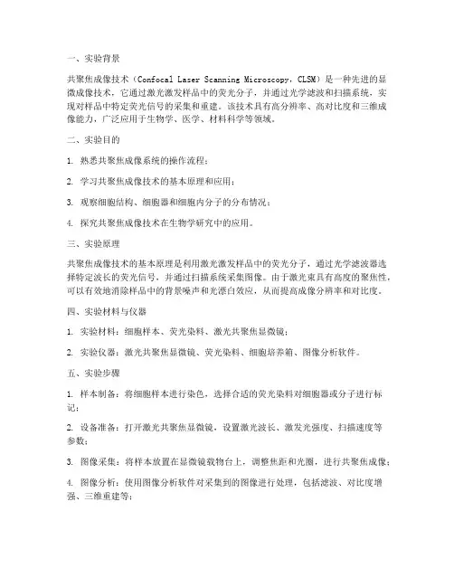 共聚焦成像实验报告