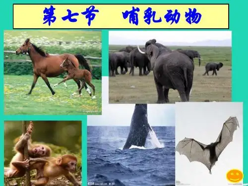八年级生物上册第一章第七节_哺乳动物课件(13张ppt)(新版)新人教版
