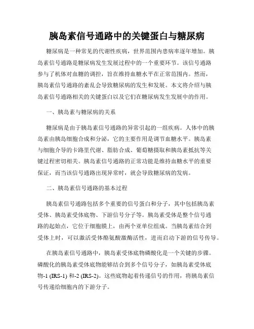 胰岛素信号通路中的关键蛋白与糖尿病