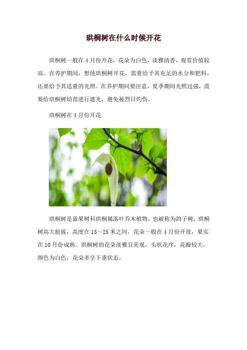 珙桐树在什么时候开花
