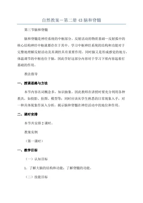 自然教案-第二册43脑和脊髓
