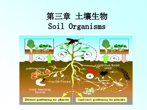 第3章-土壤生物