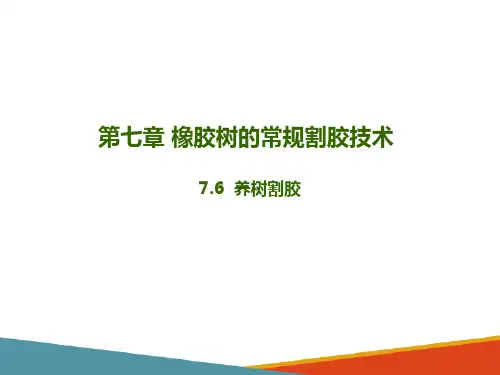橡胶树割胶技术—橡胶养树割胶技术(橡胶生产课件)