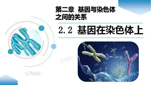 2-2基因在染色体上(教学课件) -高中生物学人教版(2019)必修二