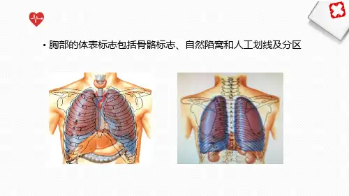 6.1.1胸部的体表标志