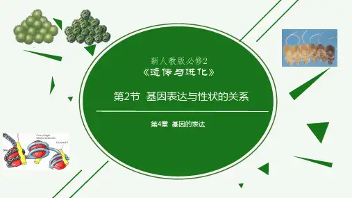 基因表达与性状的关系 高一生物(人教版2019必修2)
