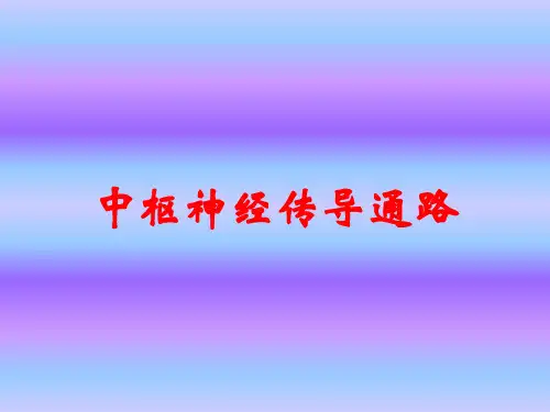 中枢神经传导通路