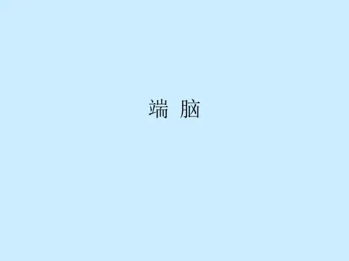 端脑