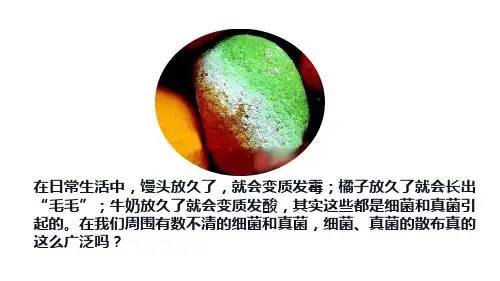 人教版生物八年级上册第五单元细菌和真菌的分布 课件