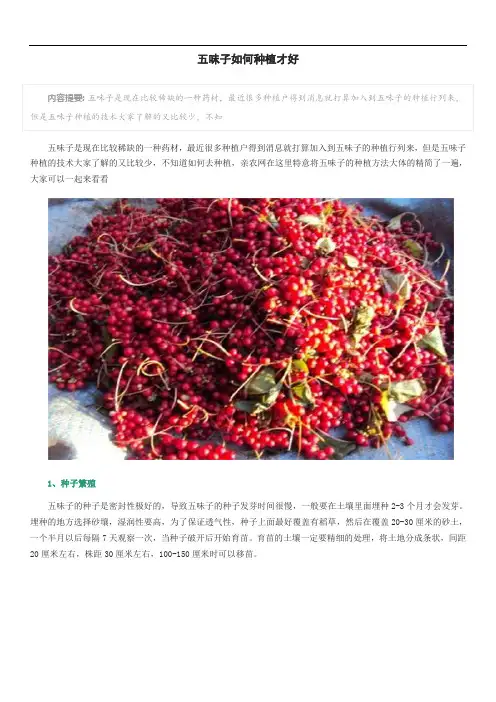 五味子如何种植才好