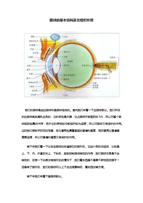 眼球的基本结构及各组织作用