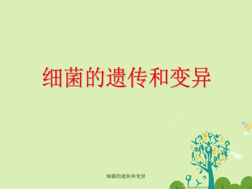 细菌的遗传和变异