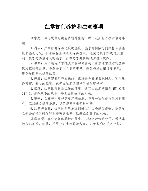 红掌如何养护和注意事项