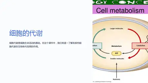 《高中生物课件：细胞的代谢》