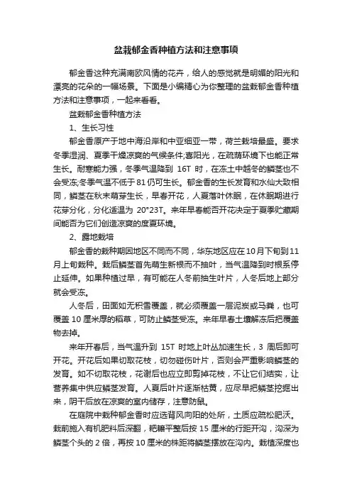 盆栽郁金香种植方法和注意事项