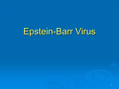 EBV病毒