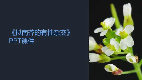 《拟南芥的有性杂交》课件