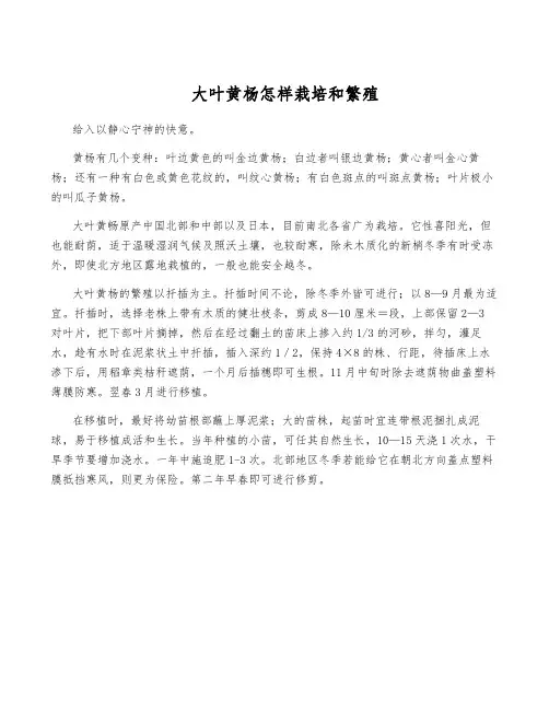 大叶黄杨怎样栽培和繁殖