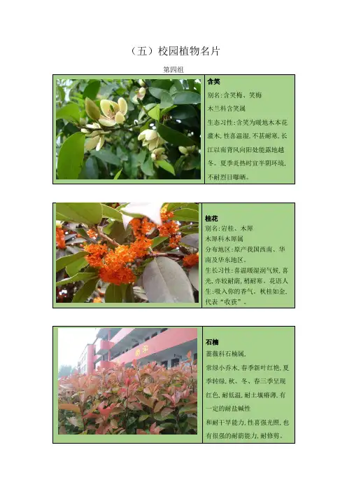校园植物名片