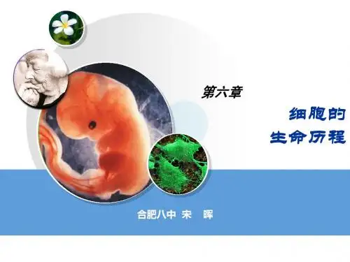 第六章 细胞分化、衰老、凋亡和癌变 综合