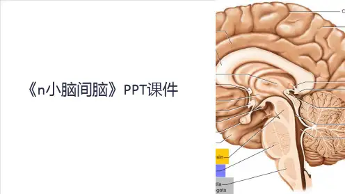 《n小脑间脑》课件