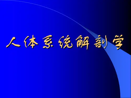 系统解剖学