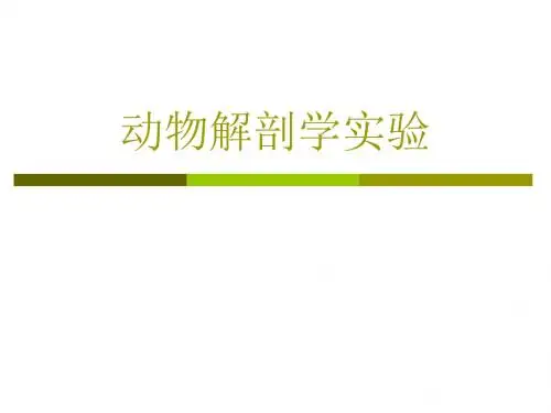 动物解剖学实验 PPT课件