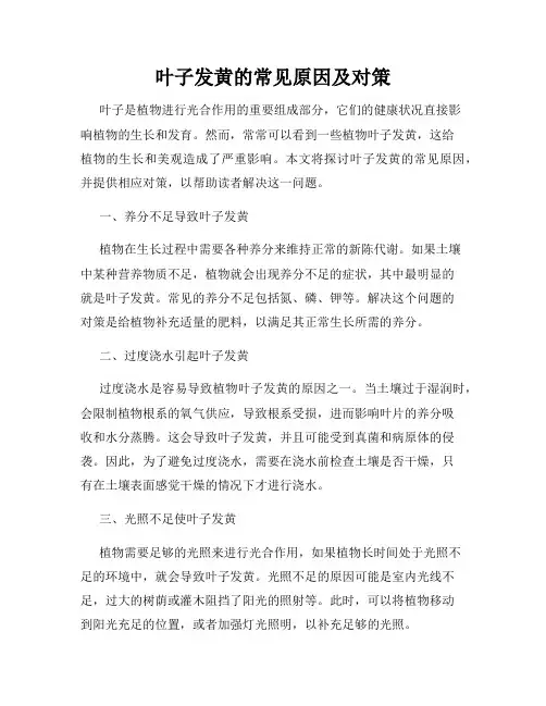 叶子发黄的常见原因及对策