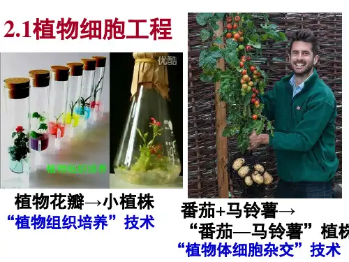 【课件】植物细胞工程(课件)-2022-2023学年高二下学期生物人教版(2019)选择性必修3