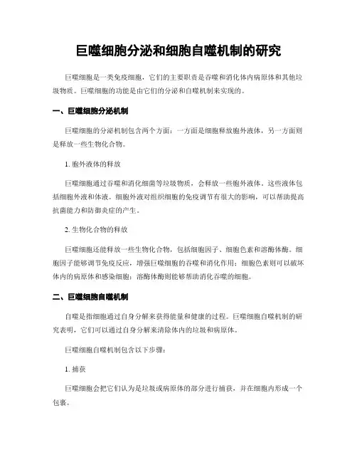 巨噬细胞分泌和细胞自噬机制的研究