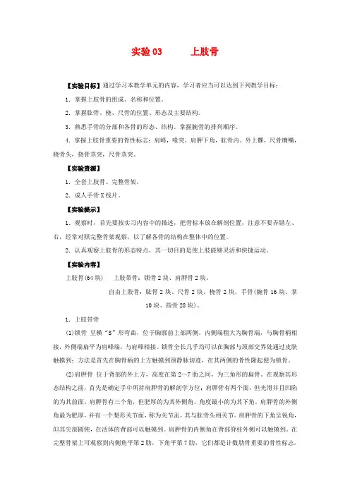 实验03 上肢骨 - 中山大学精品课程