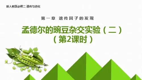 孟德尔豌豆实验(二)(第2课时)高一生物课件(人教版2019必修2)