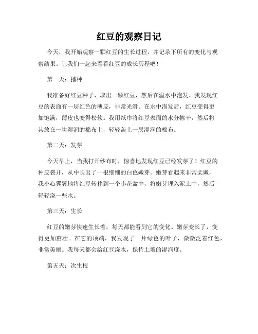 红豆的观察日记