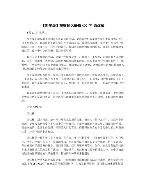 【四年级】观察日记植物400字 西红柿