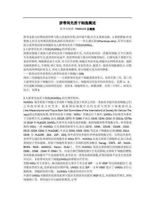 脐带间充质干细胞概述