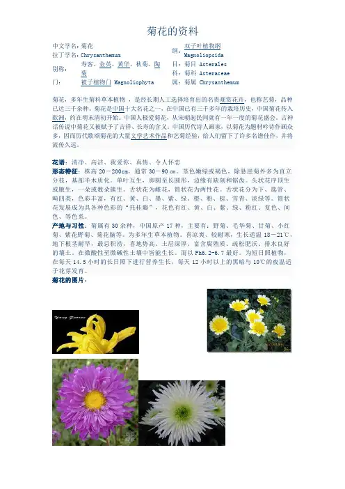 菊花的资料