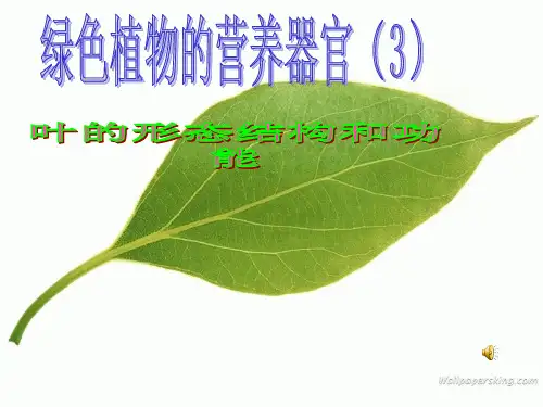 绿色开花植物的营养器官(叶)PPT课件
