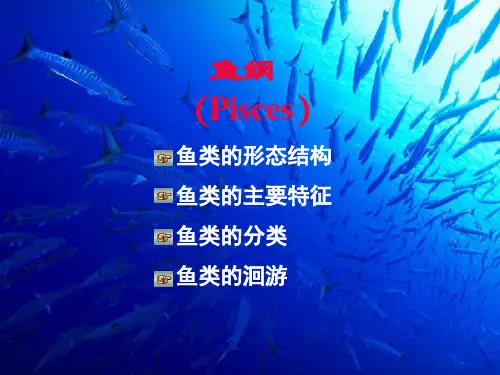 鱼纲