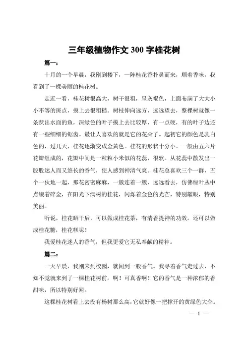 三年级植物作文300字桂花树